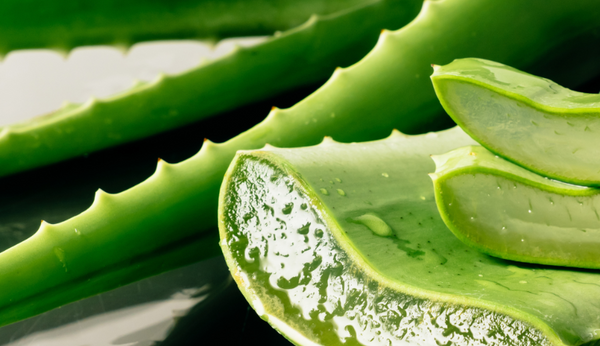 Aloe Vera: Natures Miracle Plant